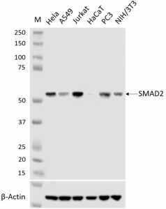 Purified anti-SMAD2 Antibody (624851)