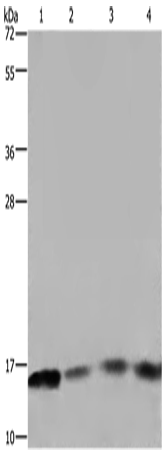 FIS1 Polyclonal Antibody (E-AB-15041)