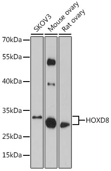HOXD8 Polyclonal Antibody (E-AB-91643)