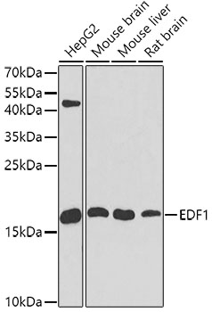 (KO Validated) EDF1 Polyclonal Antibody (E-AB-62286)