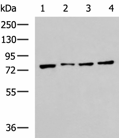 HSPA5 Polyclonal Antibody (E-AB-19292)