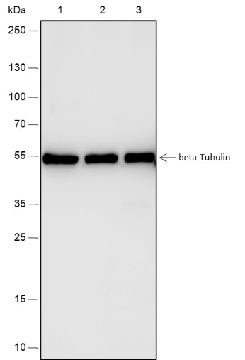 Recombinant beta Tubulin Monoclonal Antibody (AN301780L)