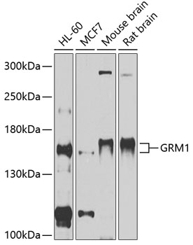 GRM1 Polyclonal Antibody (E-AB-90267)