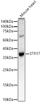 STX17 Polyclonal Antibody (E-AB-91721)