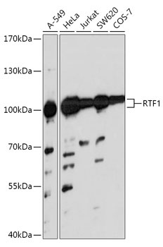 RTF1 Polyclonal Antibody (E-AB-91856)