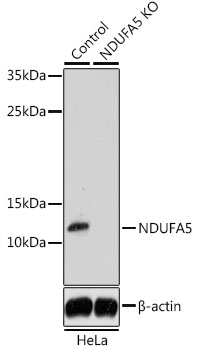 (KO Validated) NDUFA5 Polyclonal Antibody (E-AB-66338)