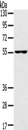 UBP1 Polyclonal Antibody (E-AB-16563)