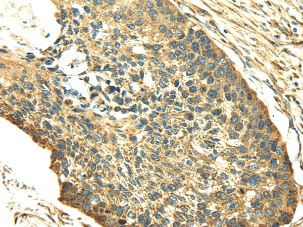 SDF4 Polyclonal Antibody (E-AB-17012)