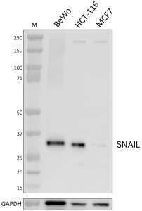 Purified anti-SNAIL Antibody (673251)