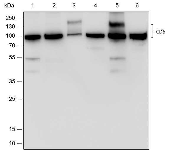 Recombinant CD6/T12 Monoclonal Antibody (AN301777L)