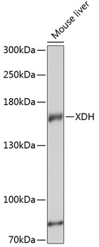 XDH Polyclonal Antibody (E-AB-65997)