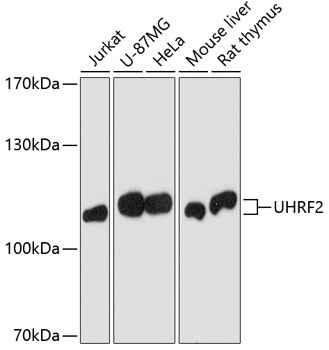 Uhrf2 Polyclonal Antibody (E-AB-60685)