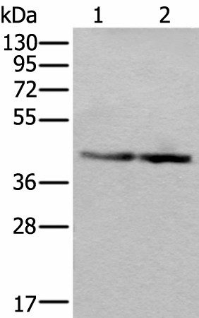 WDR18 Polyclonal Antibody (E-AB-52232)