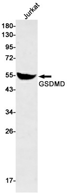 Recombinant GSDMD Monoclonal Antibody (E-AB-81473)