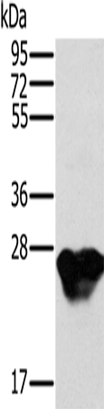 MYL3 Polyclonal Antibody (E-AB-15224)