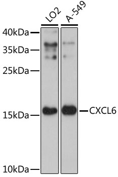 CXCL6 Polyclonal Antibody (E-AB-91471)