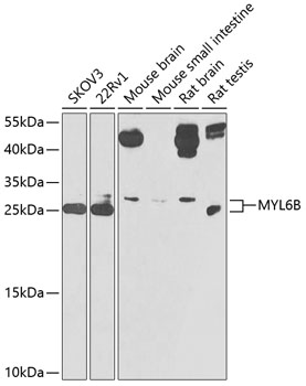 MYL6B Polyclonal Antibody (E-AB-92350)