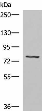 TGFBI Polyclonal Antibody (E-AB-52170)
