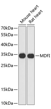 MDFI Polyclonal Antibody (E-AB-64803)