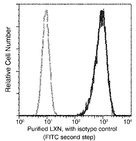 Recombinant Latexin/LXN Monoclonal Antibody (AN300180P)