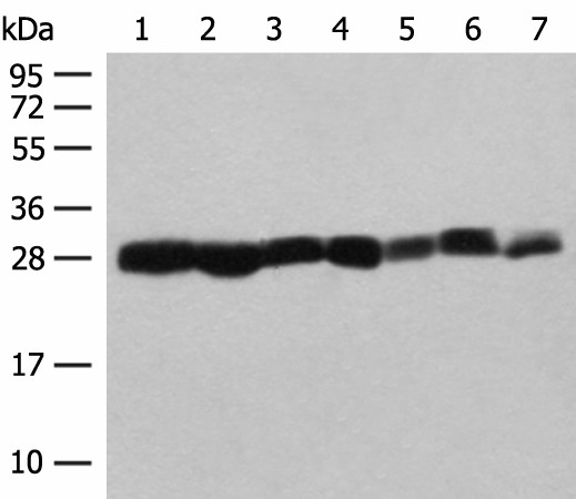 PSMA3 Polyclonal Antibody (E-AB-52718)