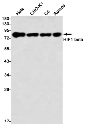 Recombinant HIF1 beta Monoclonal Antibody (E-AB-81565)