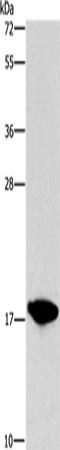 CCL16 Polyclonal Antibody (E-AB-16304)