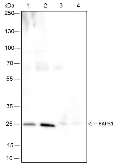 Recombinant BAP31 Monoclonal Antibody (AN301443L)