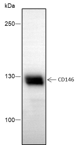 Recombinant CD146 Monoclonal Antibody (AN301764L)
