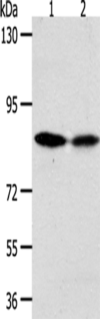 ADAM11 Polyclonal Antibody (E-AB-12942)