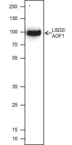 Recombinant LSD2/AOF1 Monoclonal Antibody (AN301732L)