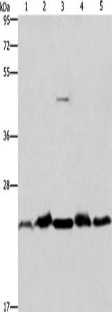 THOC7 Polyclonal Antibody (E-AB-10940)