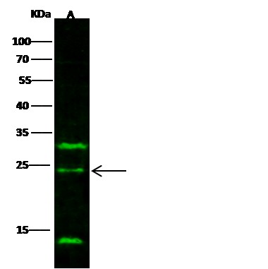 IL-32 alpha/IL32A Monoclonal Antibody (AN200201P)