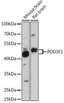 POU3F1 Polyclonal Antibody (E-AB-92154)