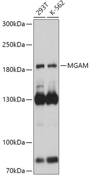 MGAM Polyclonal Antibody (E-AB-91822)