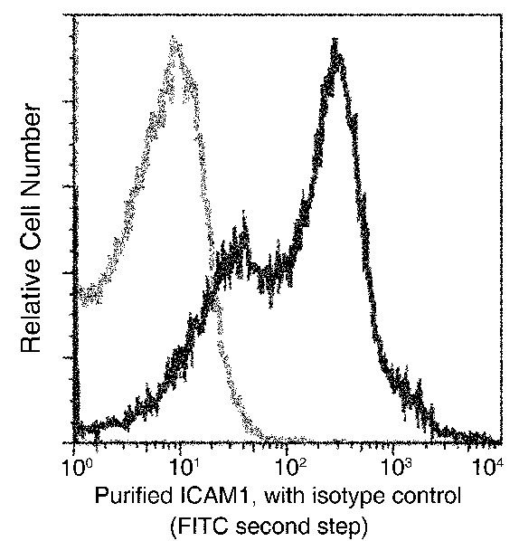 Recombinant ICAM-1/CD54 Monoclonal Antibody (AN300579P)