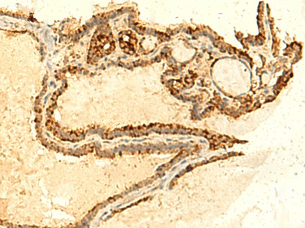 UNKL Polyclonal Antibody (E-AB-52871)