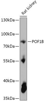 POF1B Polyclonal Antibody (E-AB-91907)