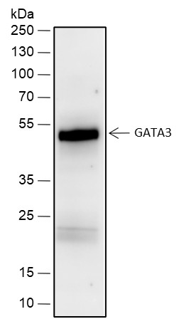 Recombinant GATA3 Monoclonal Antibody (AN301792L)