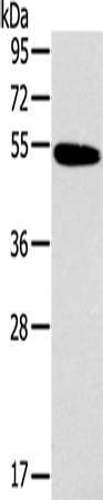 Histamine H1 Receptor Polyclonal Antibody (E-AB-13307)