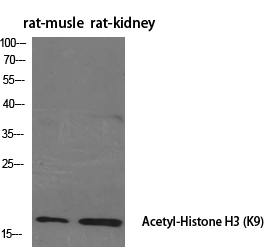 Acetyl-Histone H3 (Lys9) Polyclonal Antibody (E-AB-20203)