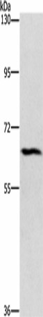 CERKL Polyclonal Antibody (E-AB-16338)