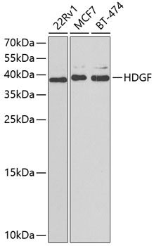 HDGF Polyclonal Antibody (E-AB-64773)