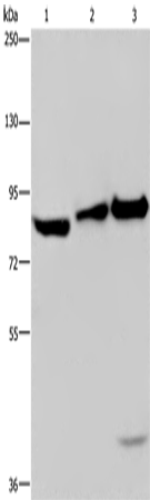 ECE1 Polyclonal Antibody (E-AB-11173)