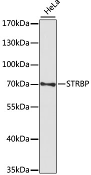 STRBP Polyclonal Antibody (E-AB-66446)