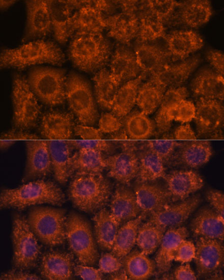 INMT Polyclonal Antibody (E-AB-66275)