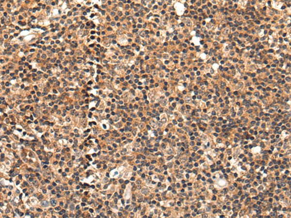 C16orf45 Polyclonal Antibody (E-AB-17744)