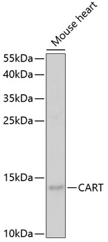 CART Polyclonal Antibody (E-AB-92645)