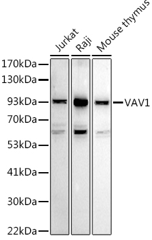 VAV1 Polyclonal Antibody (E-AB-91044)