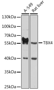 TBX4 Polyclonal Antibody (E-AB-90234)